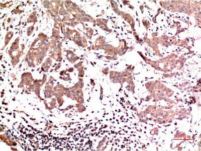 ERK 1 Monoclonal Antibody Store at -20°C Host Mouse
