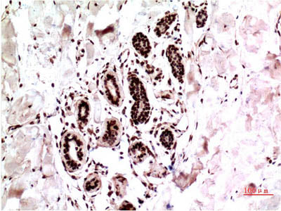 ERK 1 Monoclonal Antibody Store at -20°C