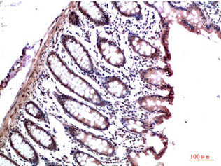CBX3 Monoclonal Antibody Store at -20°C