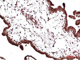 CBX3 Monoclonal Antibody Store at -20°C