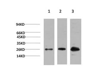 CBX3 Monoclonal Antibody Store at -20°C