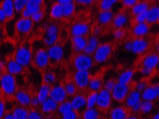 Cleaved-CASP3 p12 (D175) Polyclonal Antibody
