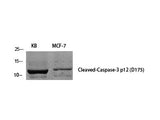 Cleaved-CASP3 p12 (D175) Polyclonal Antibody