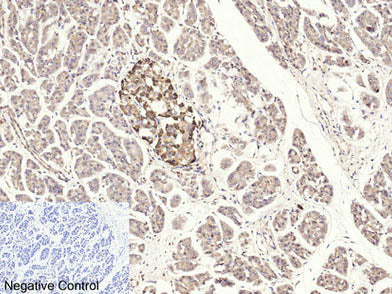 Cleaved-CASP3 p17 (D175) Polyclonal Antibody Store at -20°C Host Rabbit