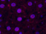 Cleaved-CASP3 p17 (D175) Polyclonal Antibody Store at -20°C Host Rabbit