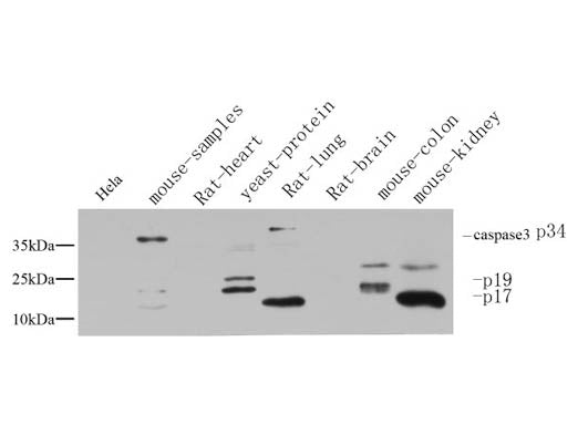 Cleaved-CASP3 p17 (D175) Polyclonal Antibody Store at -20°C Host Rabbit