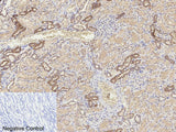 Cleaved-CASP8 (D384) Polyclonal Antibody
