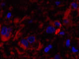 Cleaved-CASP8 (D384) Polyclonal Antibody