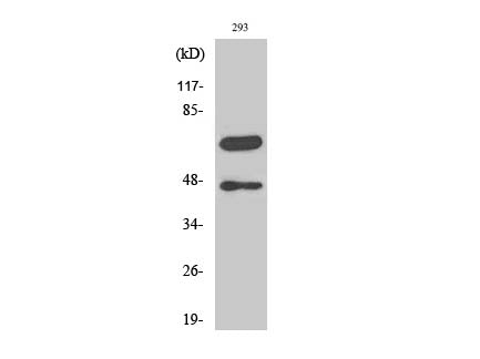 Cleaved-CASP8 (D384) Polyclonal Antibody