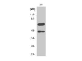 Cleaved-CASP8 (D384) Polyclonal Antibody