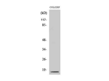 Cleaved-CASP3 p17 (D175) Polyclonal Antibody Store at -20°C