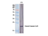 Cleaved-CASP4 p20 (Q81) Polyclonal Antibody