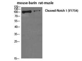 Cleaved-NOTCH1 (V1754) Polyclonal Antibody