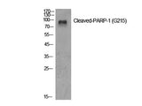 Cleaved-PARP1 (G215) Polyclonal Antibody