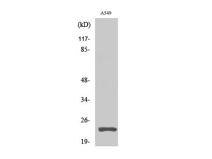 Cleaved-PARP1 (D214) Polyclonal Antibody