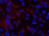 RUNX2 Polyclonal Antibody Store at -20°C
