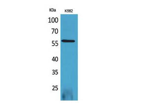RUNX2 Polyclonal Antibody Store at -20°C