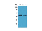IDH1 Polyclonal Antibody Store at -20°C Host Rabbit