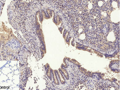 GLUT-4 Polyclonal Antibody Store at -20°C Host Rabbit