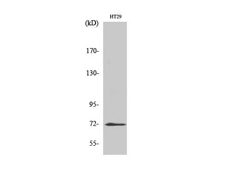 ABCG2 Polyclonal Antibody Store at -20°C