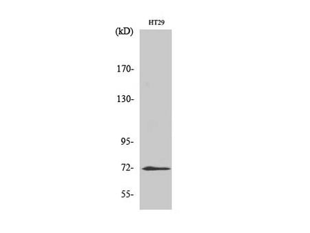 ABCG2 Polyclonal Antibody Store at -20°C