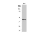 Actin Polyclonal Antibody