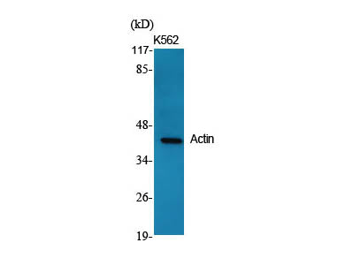 Actin Polyclonal Antibody