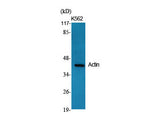Actin Polyclonal Antibody