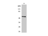 Pan-Akt Polyclonal Antibody Store at -20°C Reactivity Human