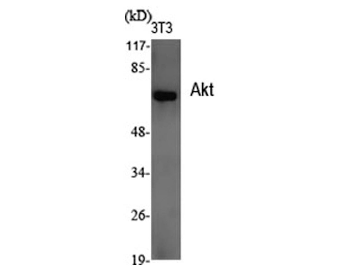 Pan-Akt Polyclonal Antibody Store at -20°C Host Rabbit
