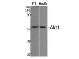 AKT1 Polyclonal Antibody Store at -20°C