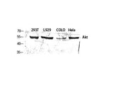 Pan-Akt Polyclonal Antibody Store at -20°C