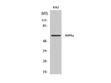 AMPK alpha1/2 Polyclonal Antibody