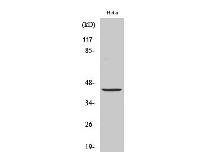 JUN Polyclonal Antibody Store at -20°C