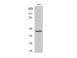 JUN Polyclonal Antibody Store at -20°C