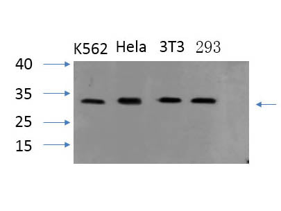 PYCARD Polyclonal Antibody Store at -20°C