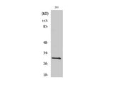 BCL-x Polyclonal Antibody
