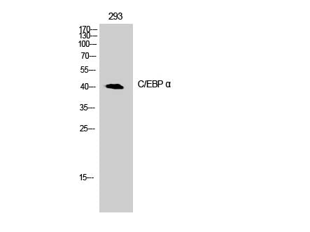 CEBP Alpha Polyclonal Antibody