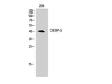 CEBP Alpha Polyclonal Antibody