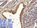 CANX Polyclonal Antibody Store at -20°C Host Rabbit