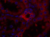 CANX Polyclonal Antibody Store at -20°C Host Rabbit