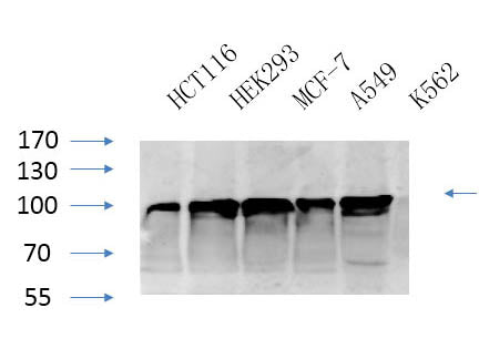 CANX Polyclonal Antibody Store at -20°C Host Rabbit