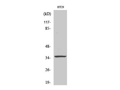 CASP7 Polyclonal Antibody