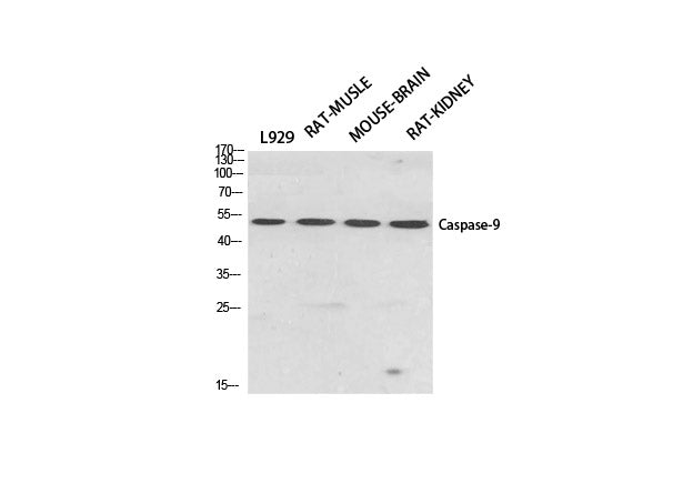 CASP9 Polyclonal Antibody Store at -20°C