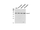 CASP9 Polyclonal Antibody Store at -20°C