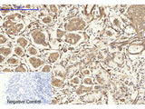 CAV1 Polyclonal Antibody Host Rabbit