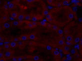 CAV1 Polyclonal Antibody Host Rabbit