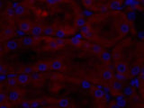 CAV1 Polyclonal Antibody Host Rabbit