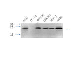 CAV1 Polyclonal Antibody Host Rabbit