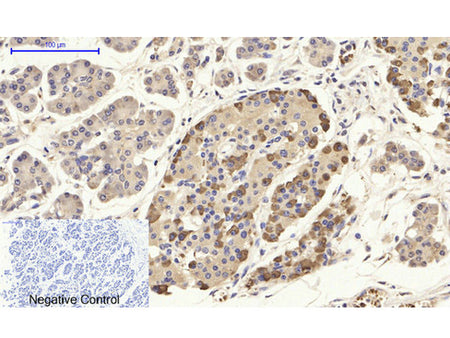 CD284 Polyclonal Antibody Store at -20°C
